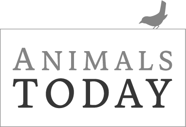 Animals today